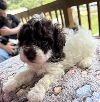 Titan (chocolate parti), a male Poodle - Toy  for sale in Camden, AR – 3 of 7