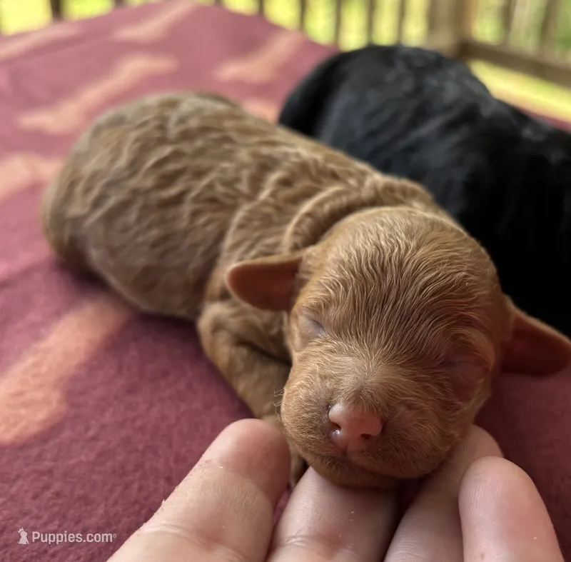 Sadie (akc)  – Poodle - Miniature  puppy for sale in Camden, AR