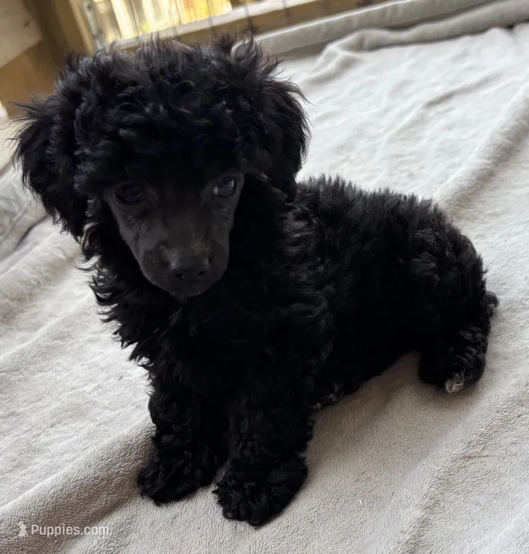 Mabeline (akc) – Poodle - Toy  puppy for sale in Camden, AR