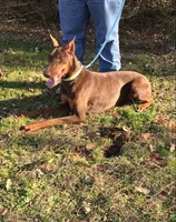 Nemesis, a female Doberman Pinscher for sale in Camden, AR – Photo 3 of 3