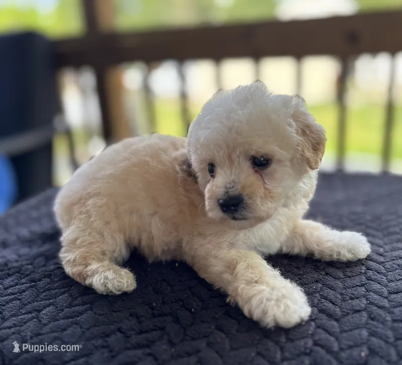 Uno (akc) – Poodle - Toy  puppy for sale in Camden, AR