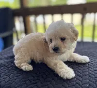 Uno (akc), a male Poodle - Toy  for sale in Camden, AR – 1 of 4