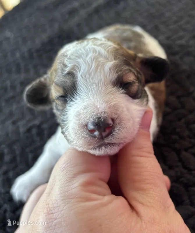Hercules (sable parti)  – Poodle - Toy  puppy for sale in Camden, AR