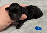 Onyx, a male Poodle - Toy  for sale in Camden, AR – 2 of 2