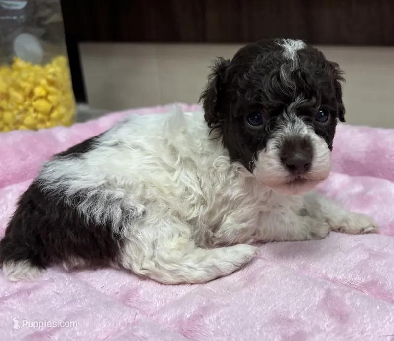 Titan – Poodle - Toy  puppy for sale in Camden, AR