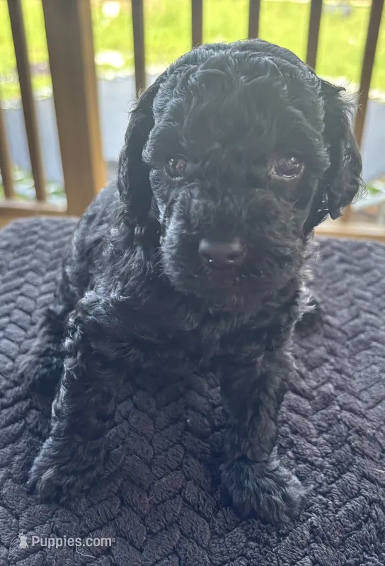Jellybean (akc)  – Poodle - Miniature  puppy for sale in Camden, AR