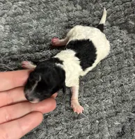 Sephora, a female Poodle - Toy  for sale in Camden, AR – 2 of 2