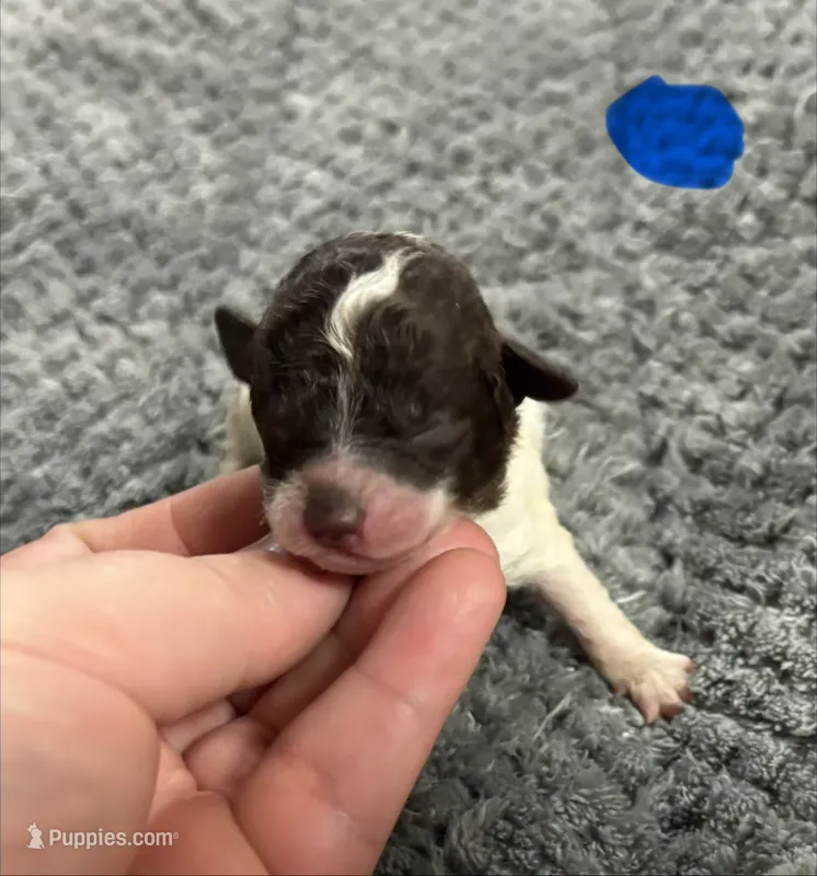 Titan – Poodle - Toy  puppy for sale in Camden, AR