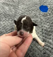 Titan, a male Poodle - Toy  for sale in Camden, AR – 1 of 2