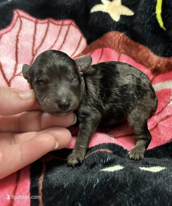 Athena (AKC) – Poodle - Toy  puppy for sale in Camden, AR
