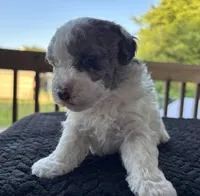 Topez (Merle with blue eyes), a male Poodle - Toy  for sale in Camden, AR – 3 of 7