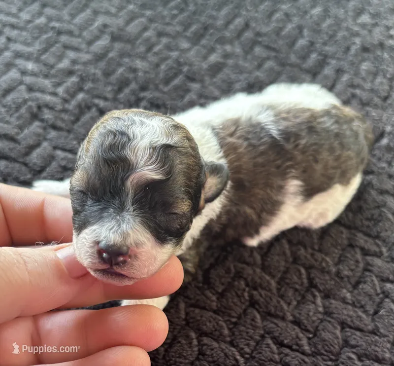 Zeus – Poodle - Toy  puppy for sale in Camden, AR