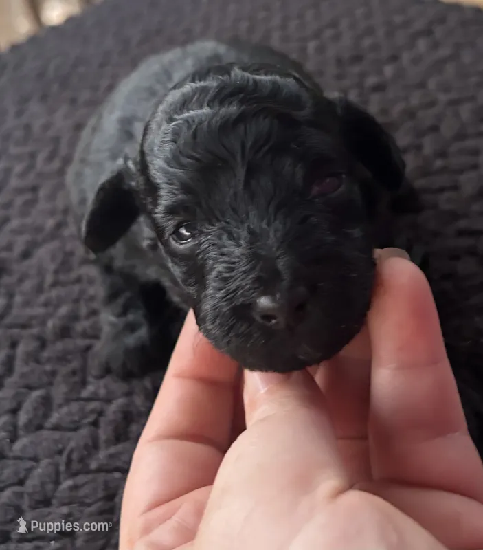 Jellybean (akc)  – Poodle - Miniature  puppy for sale in Camden, AR