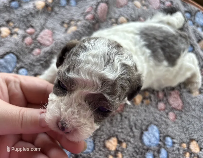 Topez  – Poodle - Toy  puppy for sale in Camden, AR