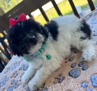 Ellie, a female Poodle - Toy  for sale in Camden, AR – 5 of 6