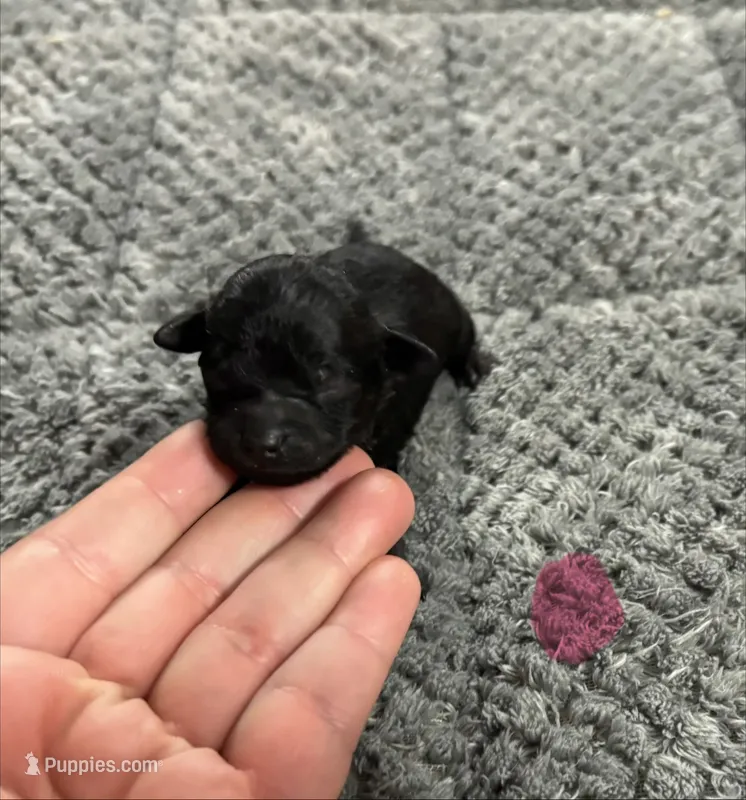 Athena  – Poodle - Toy  puppy for sale in Camden, AR
