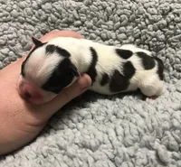 Blk splash girl, a female Boston Terrier for sale in Camden, AR – Photo 2 of 2