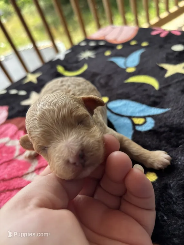 Hades (akc)  – Poodle - Toy  puppy for sale in Camden, AR
