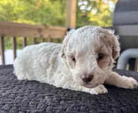 Amber , a female Poodle - Toy  for sale in Camden, AR – 4 of 4