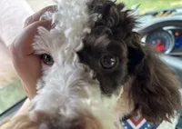 Monty (brown phantom parti), a male Poodle - Miniature  for sale in Camden, AR – 4 of 6