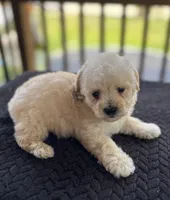 Uno (akc), a male Poodle - Toy  for sale in Camden, AR – 2 of 4