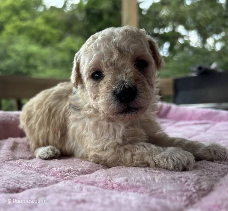 Uno(akc) color mutation – Poodle - Toy  puppy for sale in Camden, AR