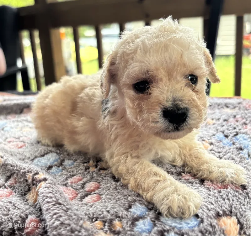 Uno(akc) color mutation – Poodle - Toy  puppy for sale in Camden, AR