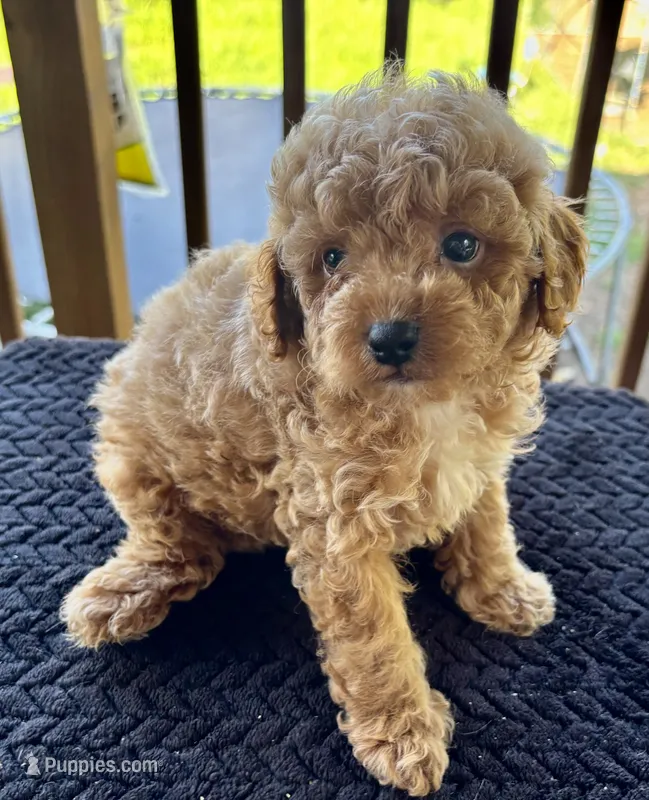 Hades (akc)  – Poodle - Toy  puppy for sale in Camden, AR