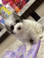 Topez (Merle with 2 blue eyes), a male Poodle - Toy  for sale in Camden, AR – 3 of 7
