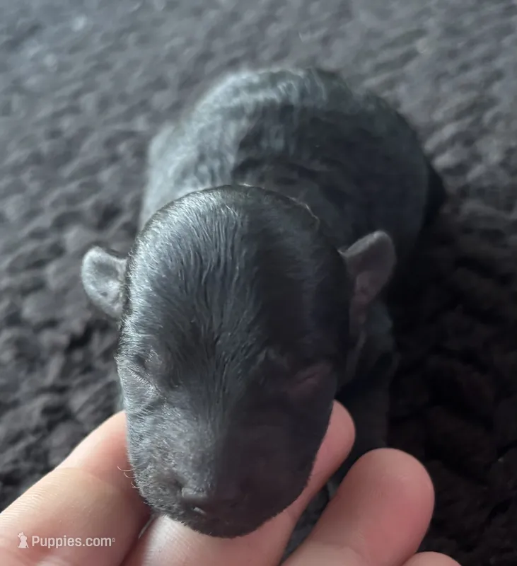 Poseidon  – Poodle - Toy  puppy for sale in Camden, AR