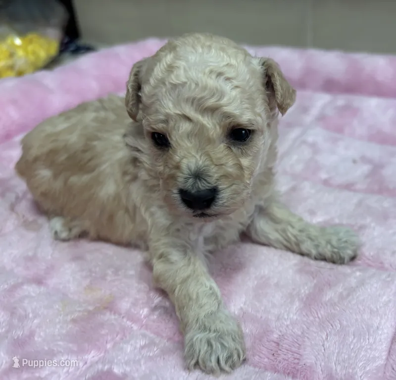 Uno(akc) color mutation – Poodle - Toy  puppy for sale in Camden, AR