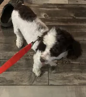 Monty (brown phantom parti), a male Poodle - Miniature  for sale in Camden, AR – 1 of 6
