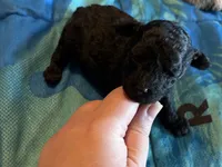 Onyx (tiny toy), a female Poodle - Toy  for sale in Camden, AR – Photo 2 of 4