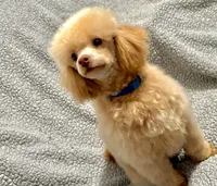 Onyx (tiny toy), a female Poodle - Toy  for sale in Camden, AR – Photo 4 of 4