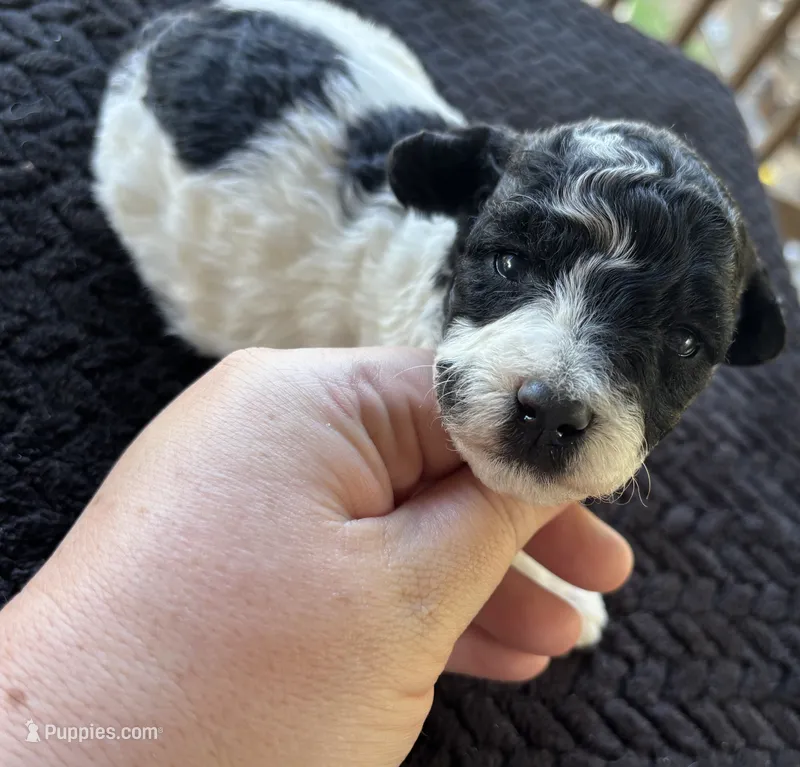 Discordia  – Poodle - Toy  puppy for sale in Camden, AR