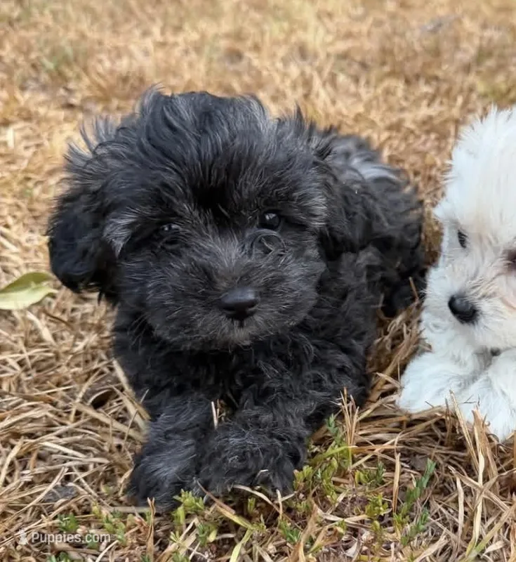 Girl 2 – Maltipoo puppy for sale in Camden, AR