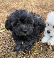 Girl 2, a female Maltipoo for sale in Camden, AR – 1 of 1