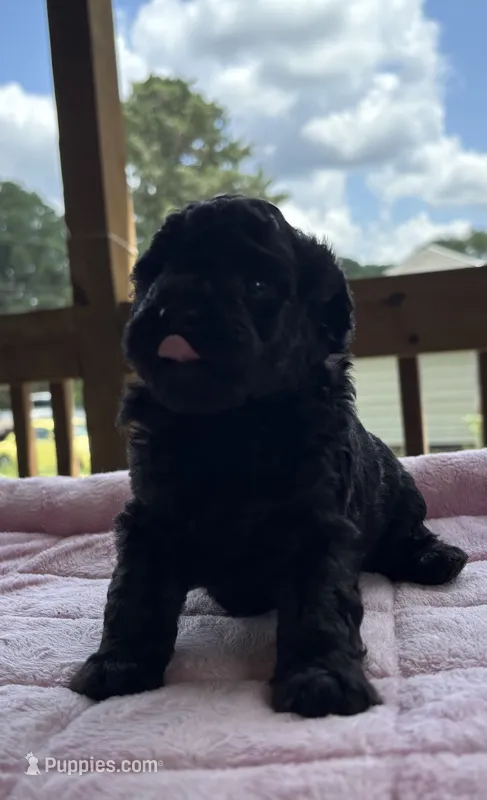 Poseidon  – Poodle - Toy  puppy for sale in Camden, AR