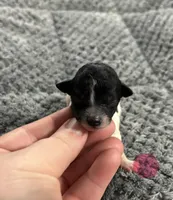 Sephora, a female Poodle - Toy  for sale in Camden, AR – 1 of 2