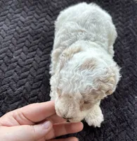Amber , a female Poodle - Toy  for sale in Camden, AR – 2 of 4