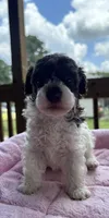 Titan (chocolate parti), a male Poodle - Toy  for sale in Camden, AR – 7 of 7