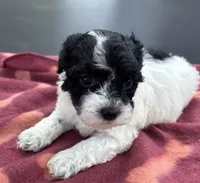 Itsy bitsy , a female Poodle - Toy  for sale in Camden, AR – 2 of 2