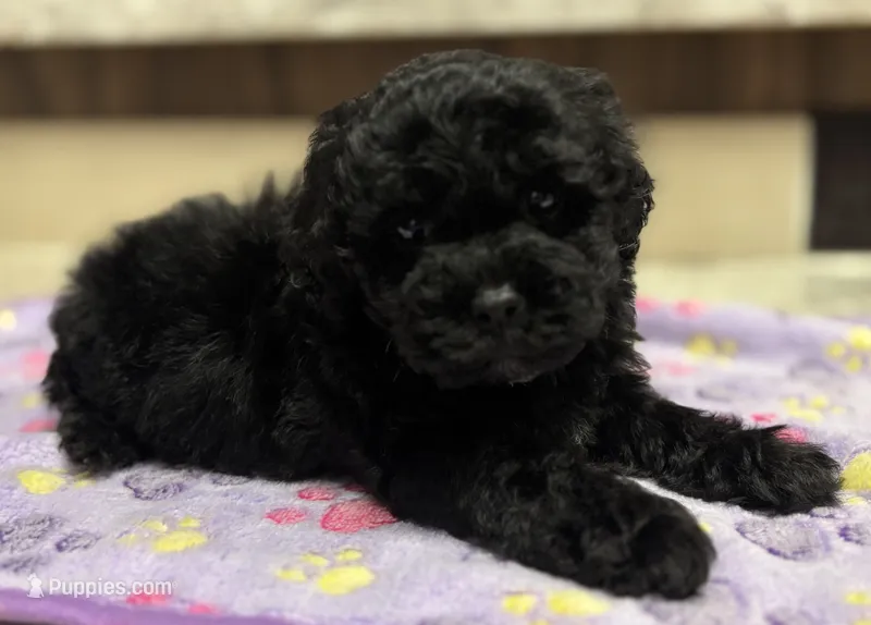 Onyx – Poodle - Toy  puppy for sale in Camden, AR