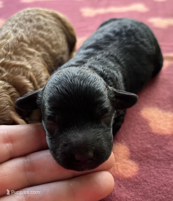 Jellybean (akc)  – Poodle - Miniature  puppy for sale in Camden, AR