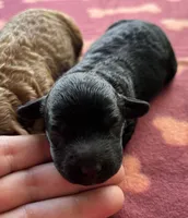 Jellybean (akc) , a female Poodle - Miniature  for sale in Camden, AR – 1 of 2
