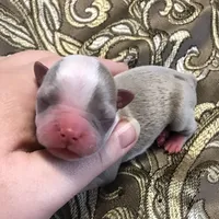 Gremlins lilac 3, a female Boston Terrier for sale in Camden, AR – Photo 1 of 2