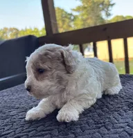 Amber , a female Poodle - Toy  for sale in Camden, AR – 3 of 4
