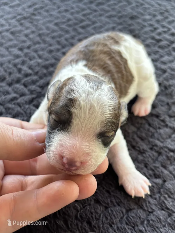 Hercules (sable parti)  – Poodle - Toy  puppy for sale in Camden, AR