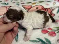 Valentino(choc sable parti), a male Poodle - Miniature  for sale in Camden, AR – Photo 4 of 4