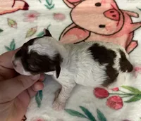 Valentino(choc sable parti), a male Poodle - Miniature  for sale in Camden, AR – Photo 3 of 4